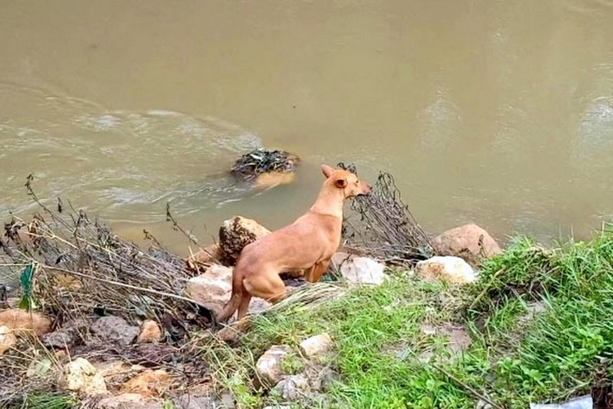 Kuvi, il cane trovato a piangere accanto ai resti della sua casa