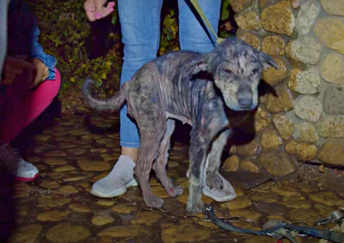 Lada, la cagnolina costretta a vivere incatenata per 5 anni