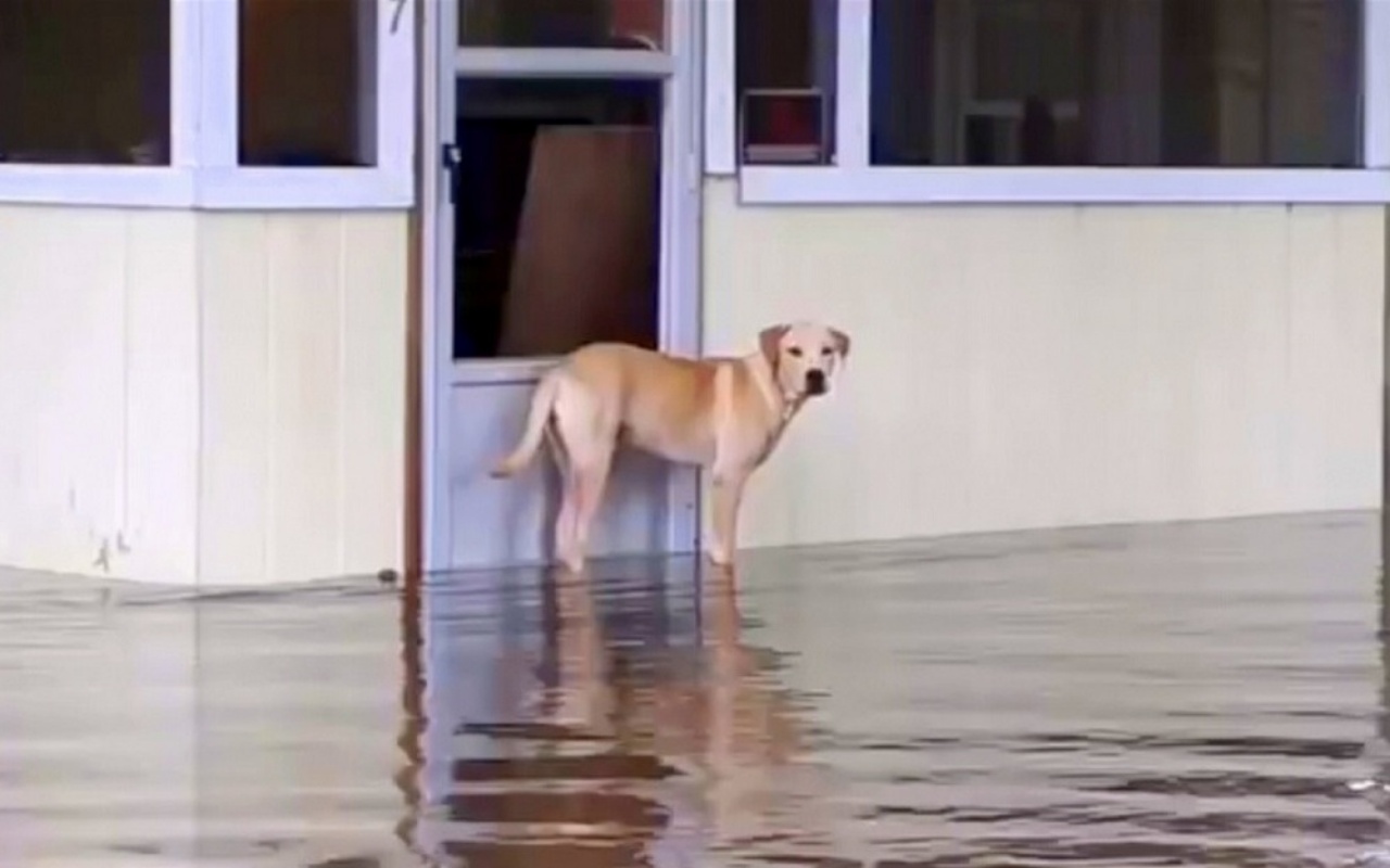 Il salvataggio di Lucky