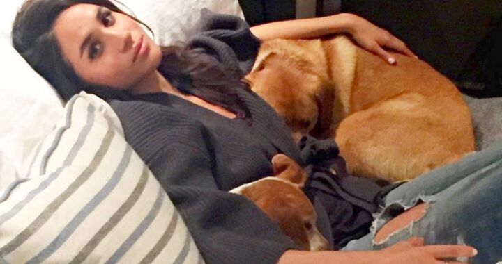 Meghan Markle cani