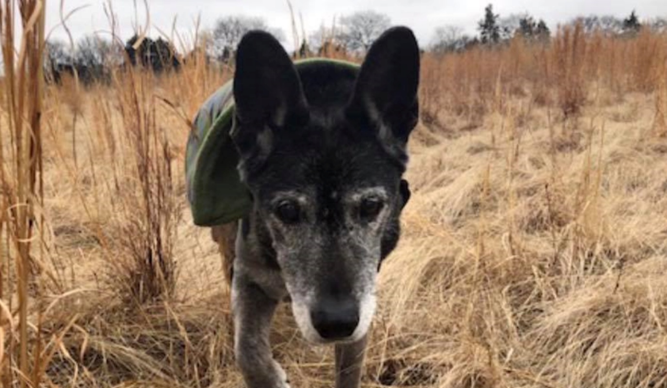 Morto Poochie il cane di Luke Bryan 