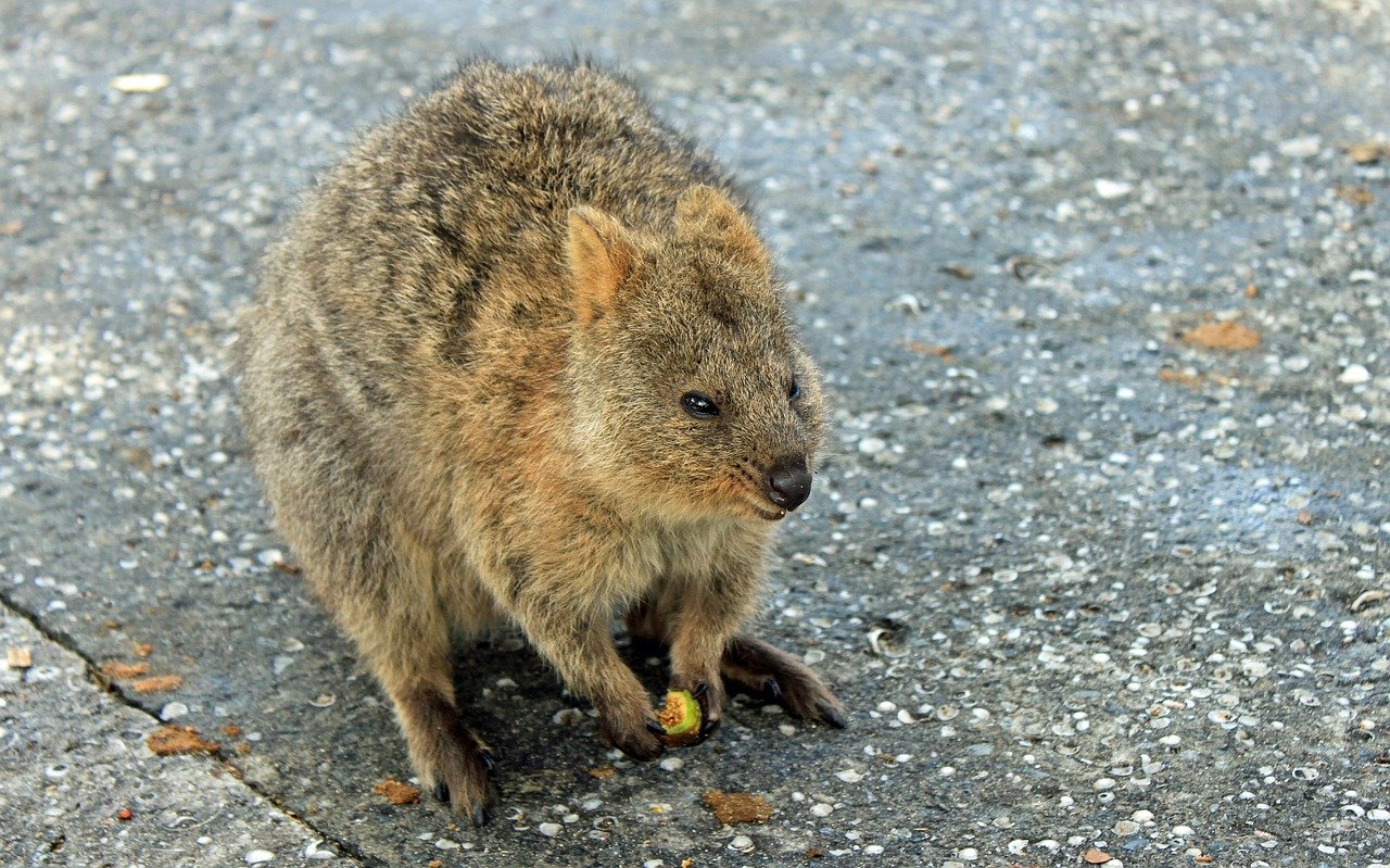 Quokka - animale