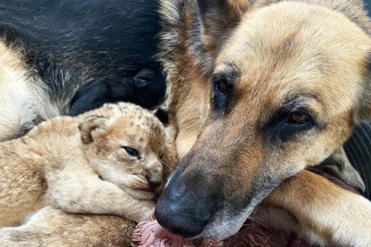 La cagnolina Sasha adotta due leoni