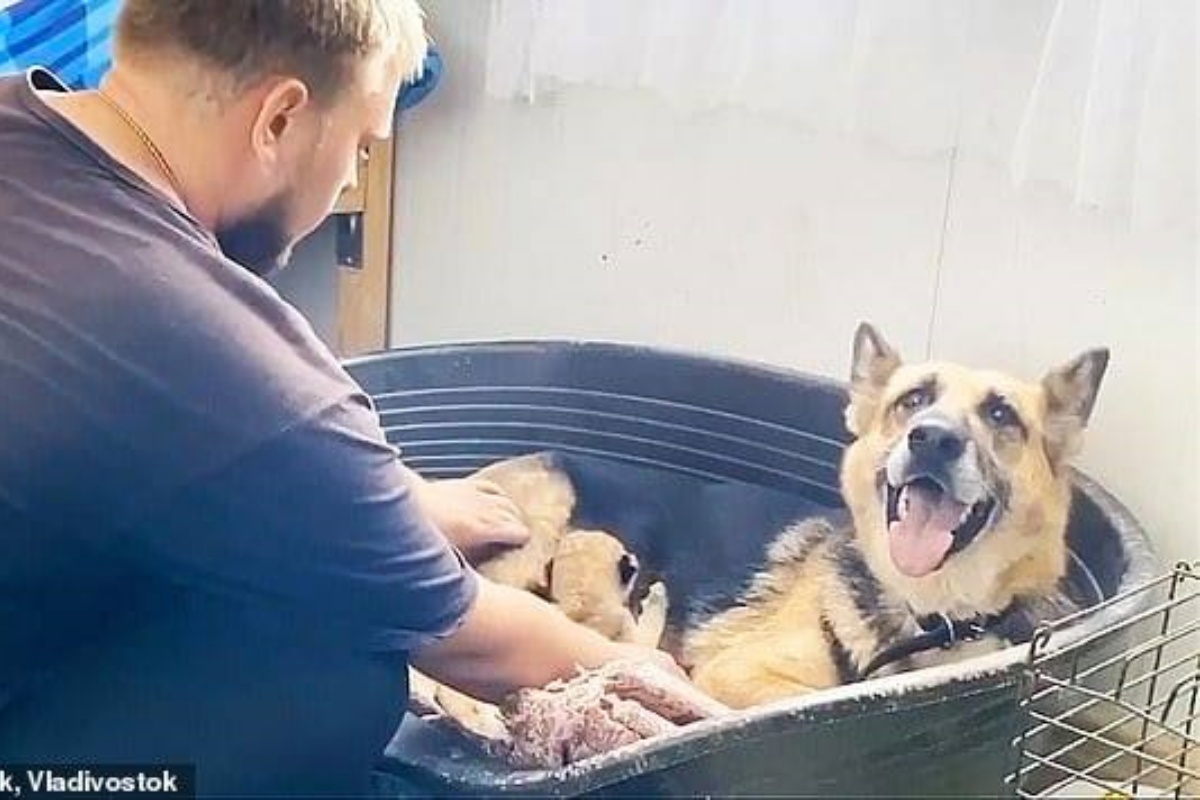 La cagnolina Sasha adotta due leoni