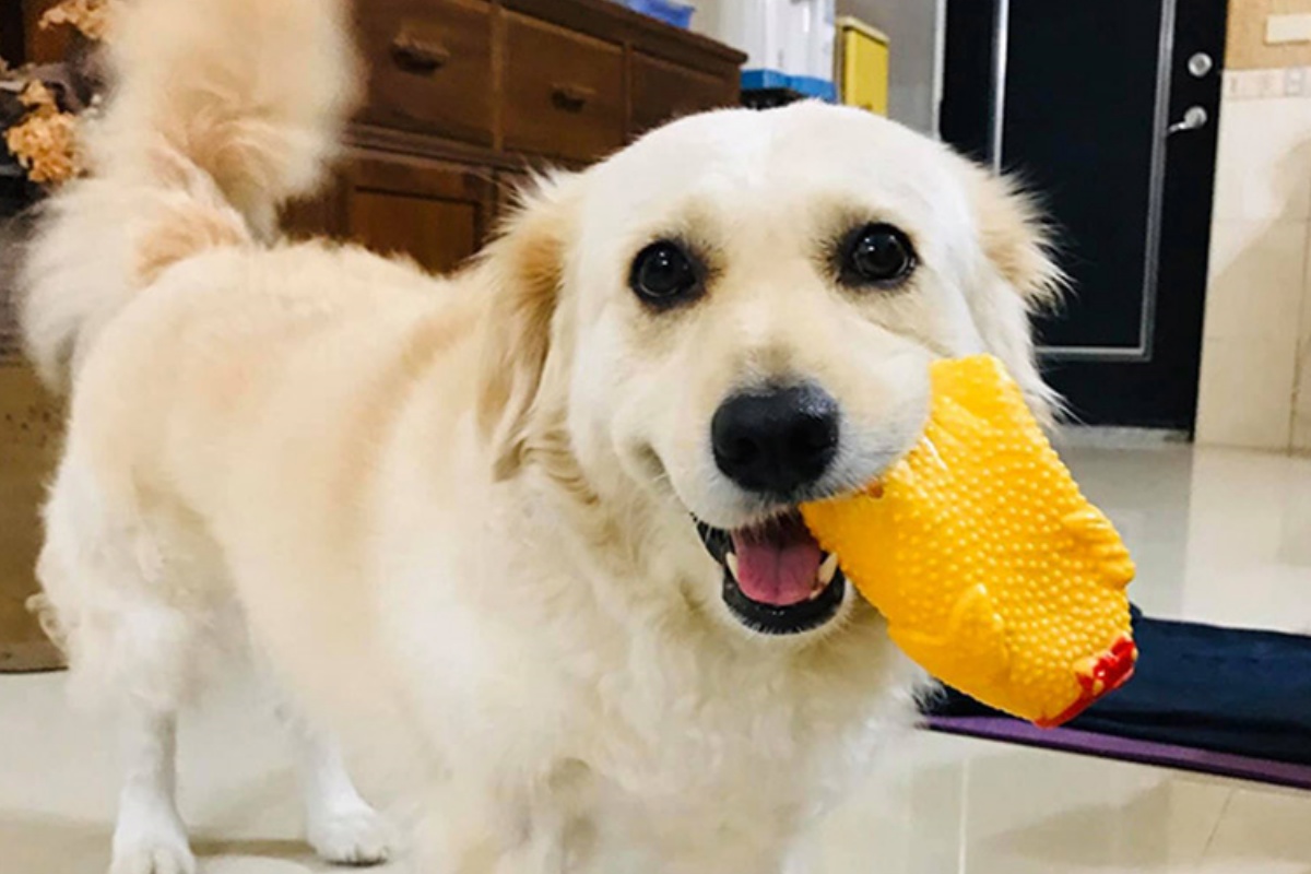 Teemo, il cane con gli occhi tristi, non vuole che il suo papà vada a lavoro