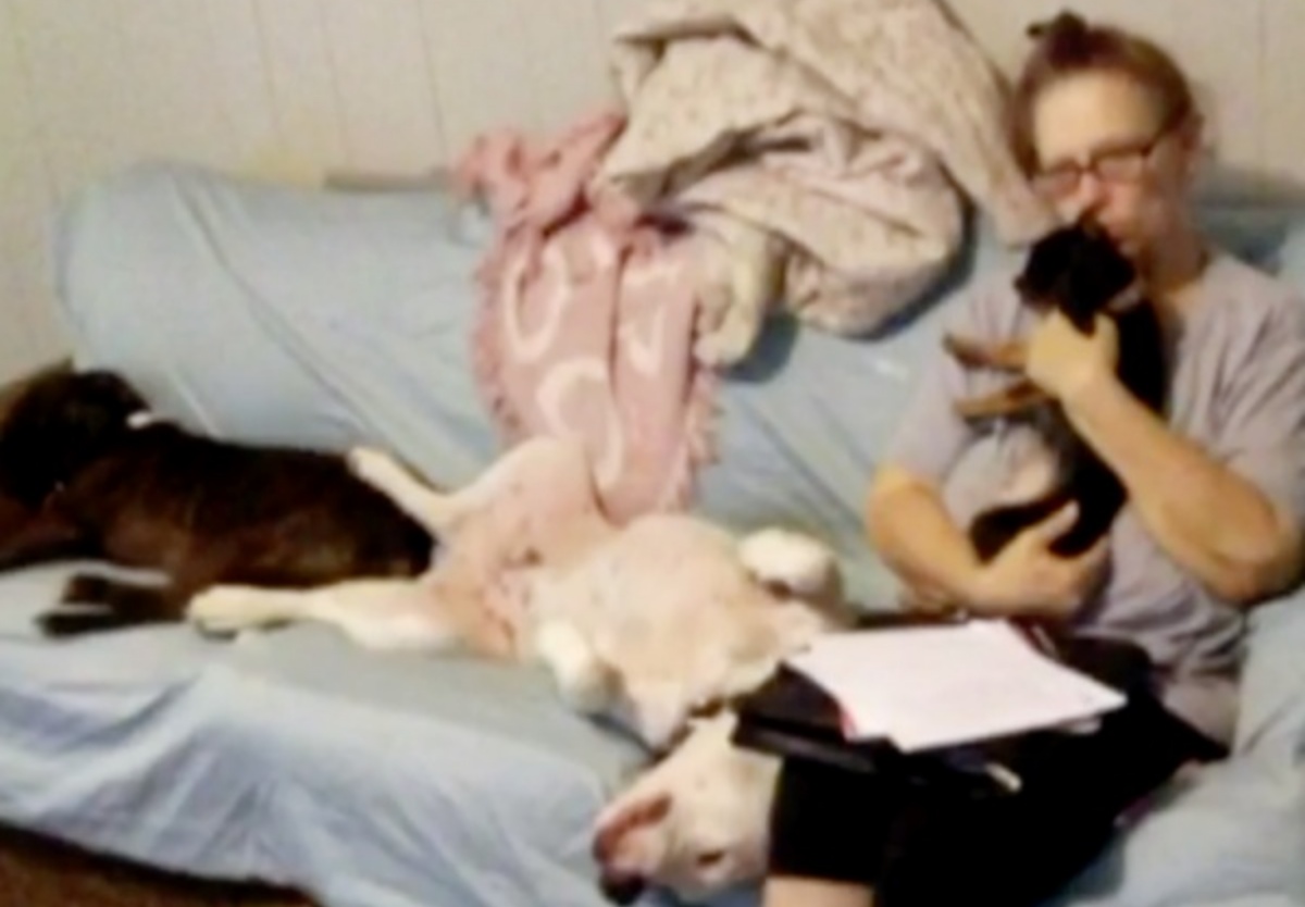 Il furto dei cani di Venes