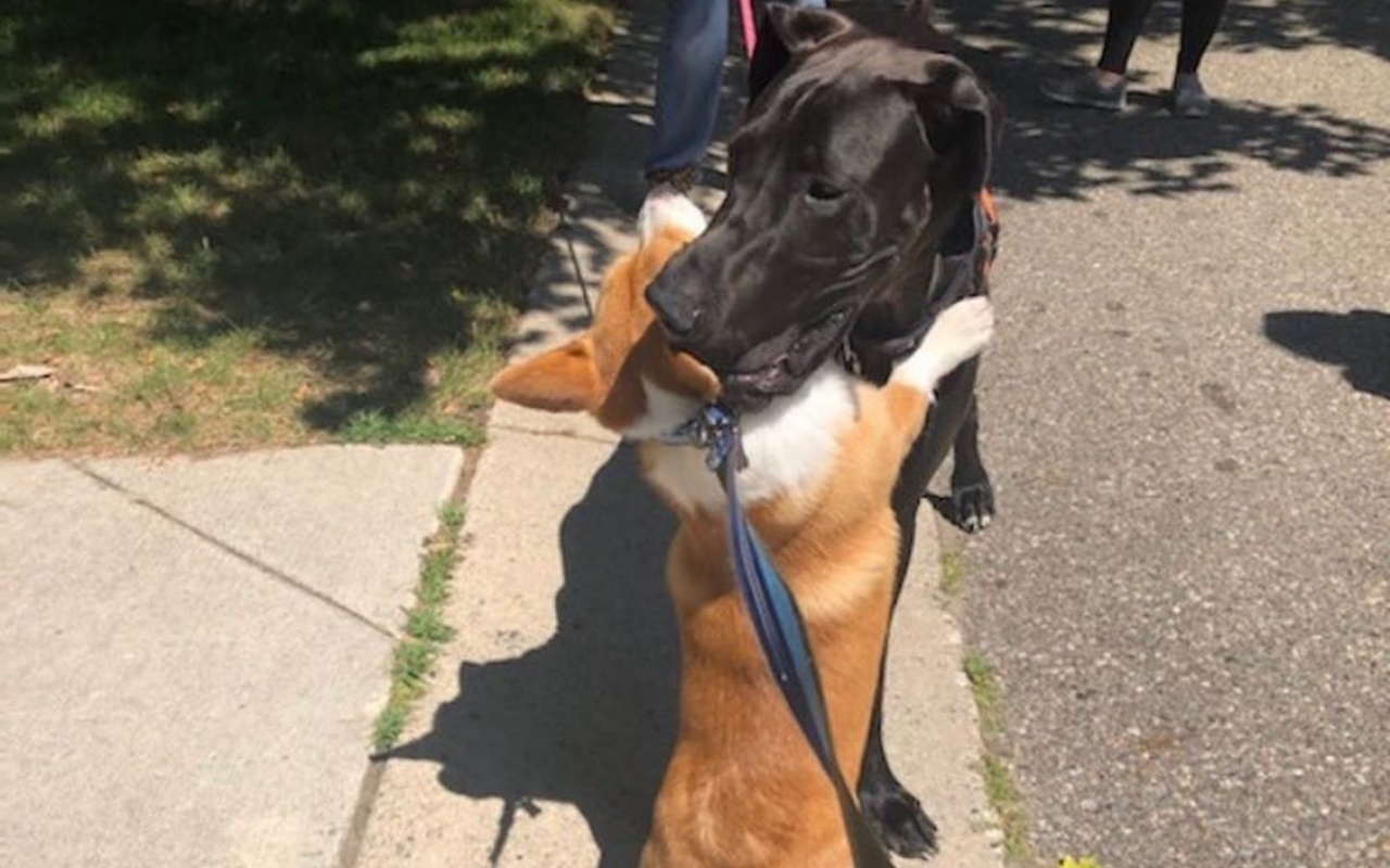La storia di Wallace: il cane che abbraccia chiunque incontra