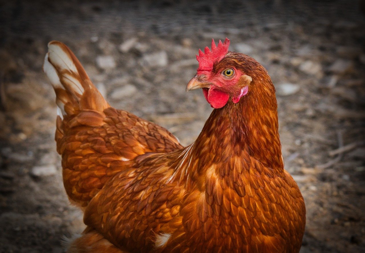 Gallina fa la damigella d'onore