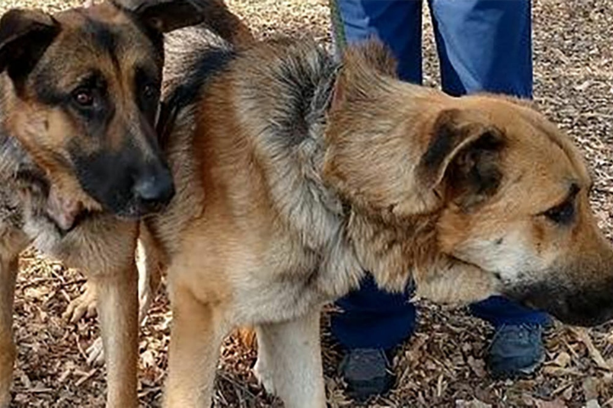 Abbandonati 2 pastori tedeschi nella montagna: salvati dai volontari