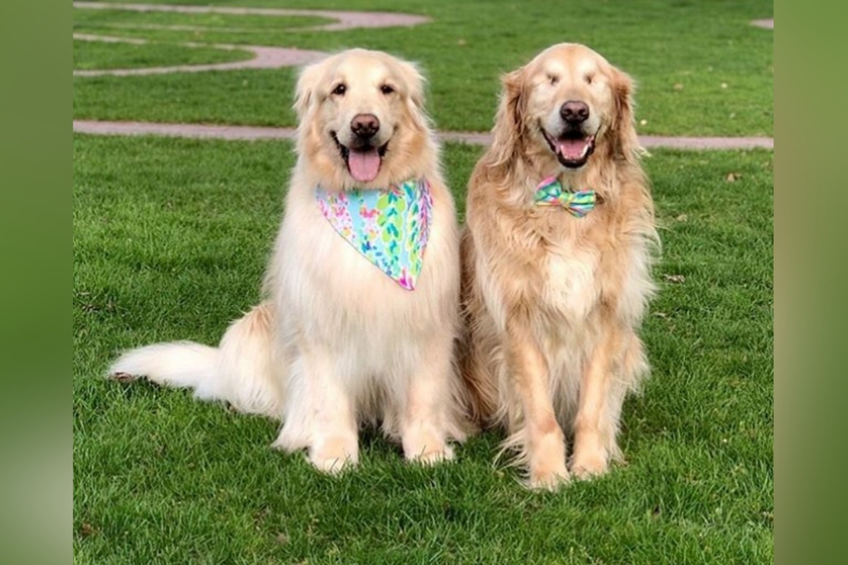 L’amicizia tra due golden retriever: Jake è cieco ed Addie lo accompagna ovunque