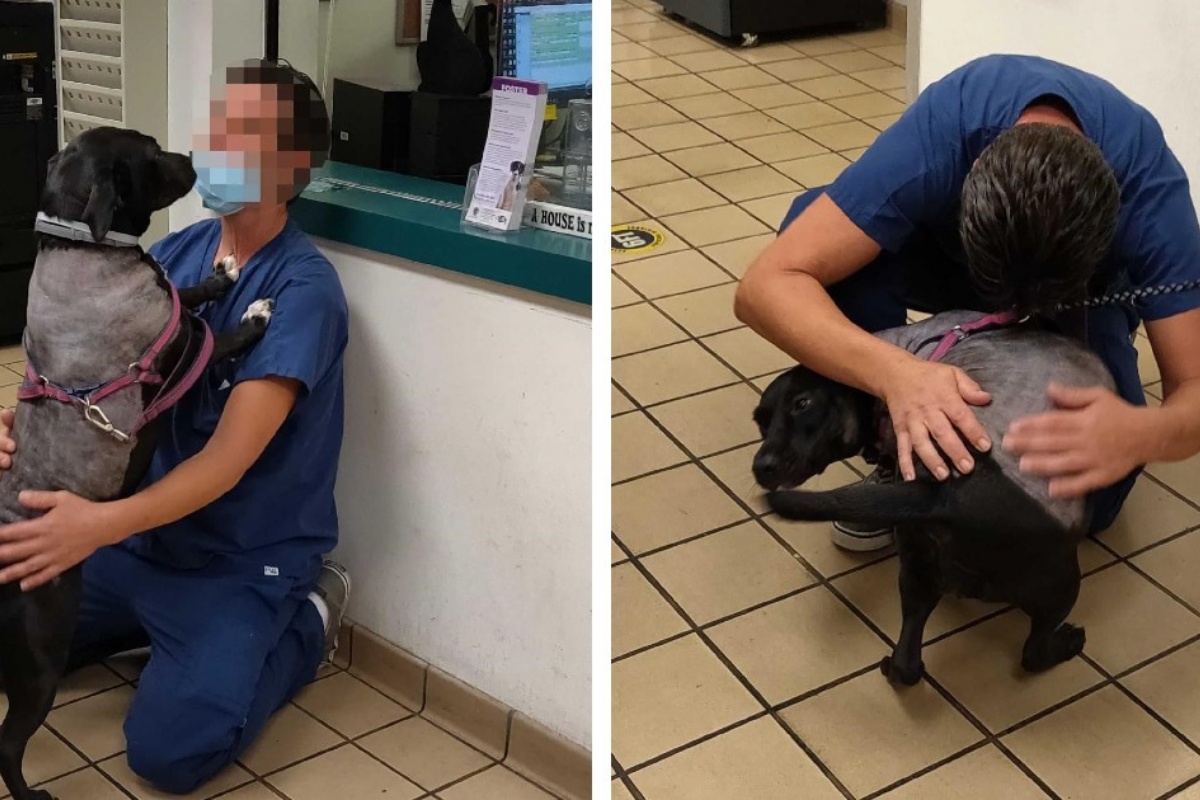 La riunione di Addison con il suo amico umano: ora sta bene