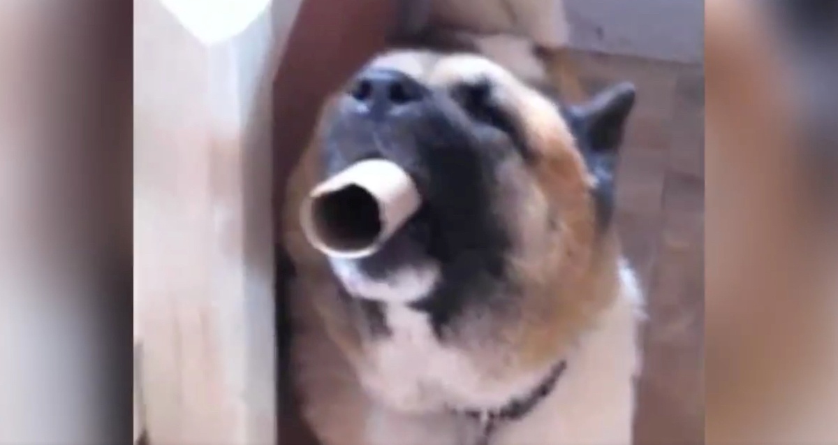 Akita e rotolo di carta igienica