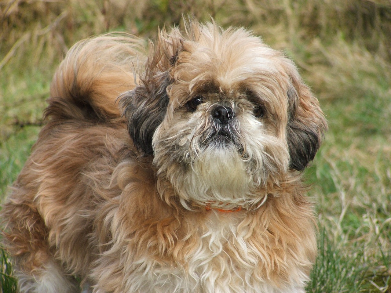 Cane anziano e cieco