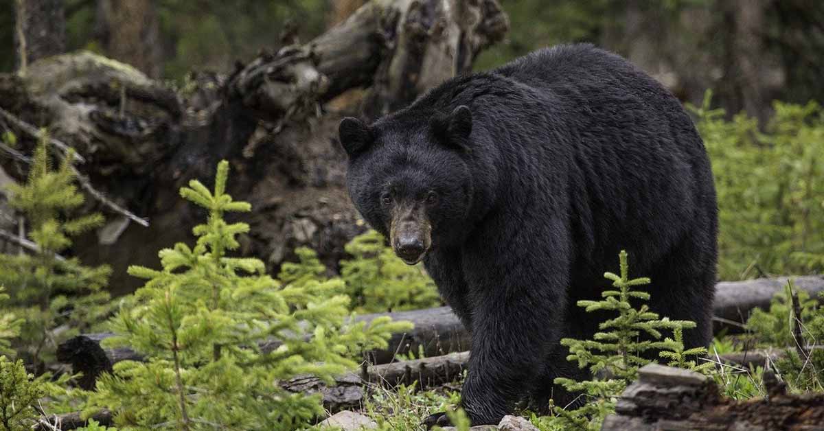 Animali che si incontrano nei boschi