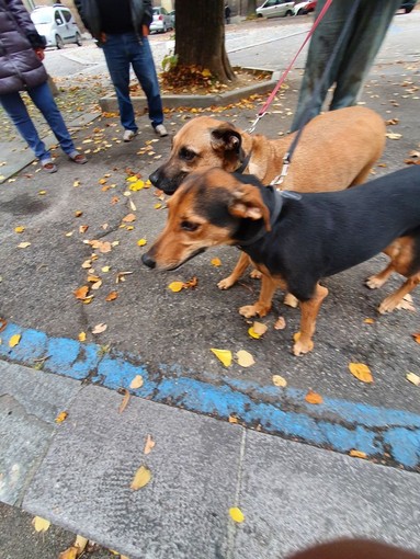 I cuccioli orfani Betty e Teddy