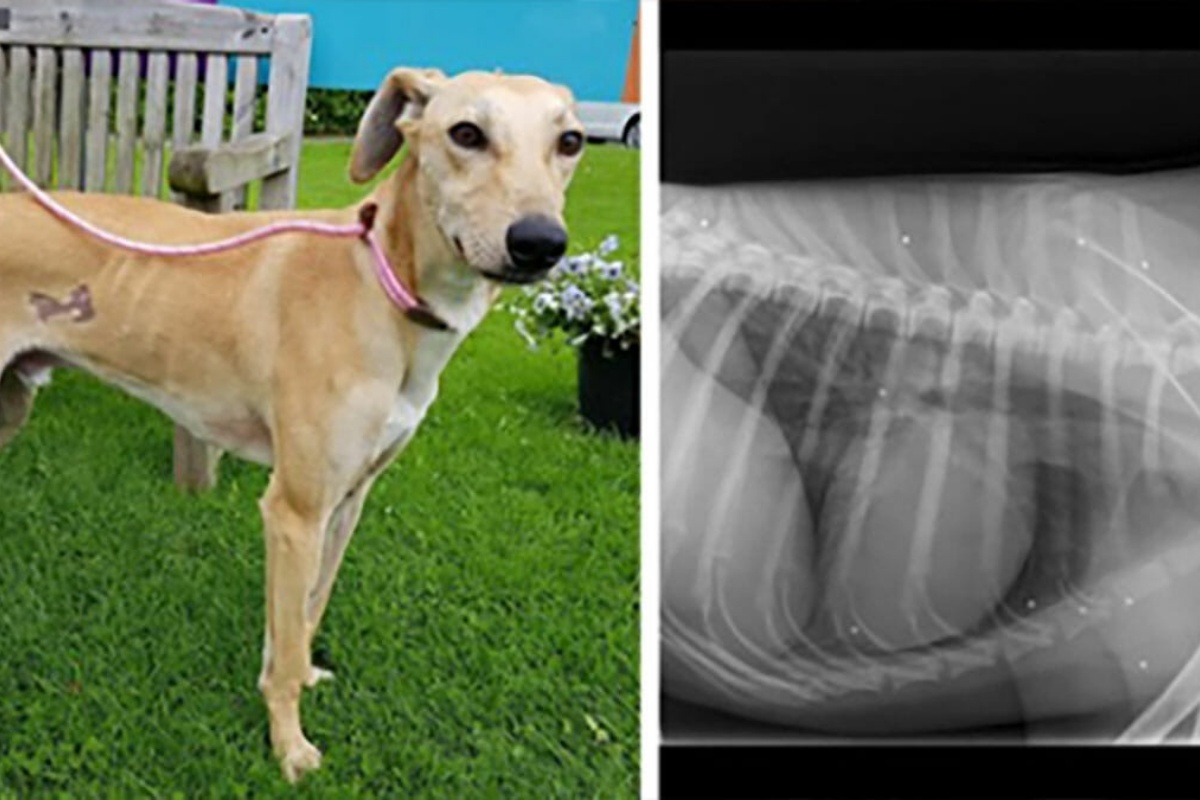 Ashton il cane terrorizzato, trovato con molte ferite sul corpo