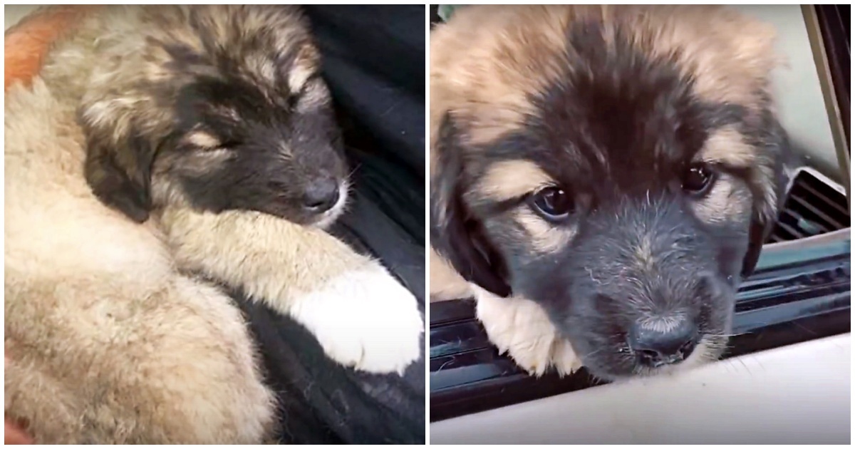 Baby, il cagnolino che aspetta la mamma