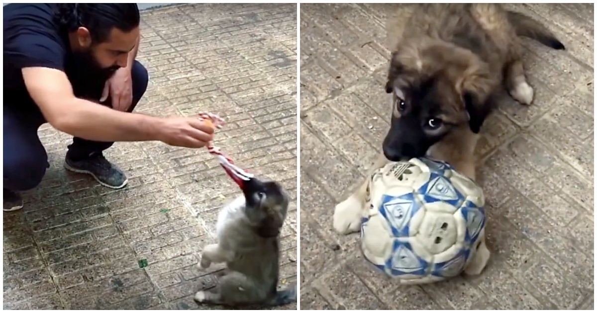 Baby, il cagnolino che aspetta la mamma