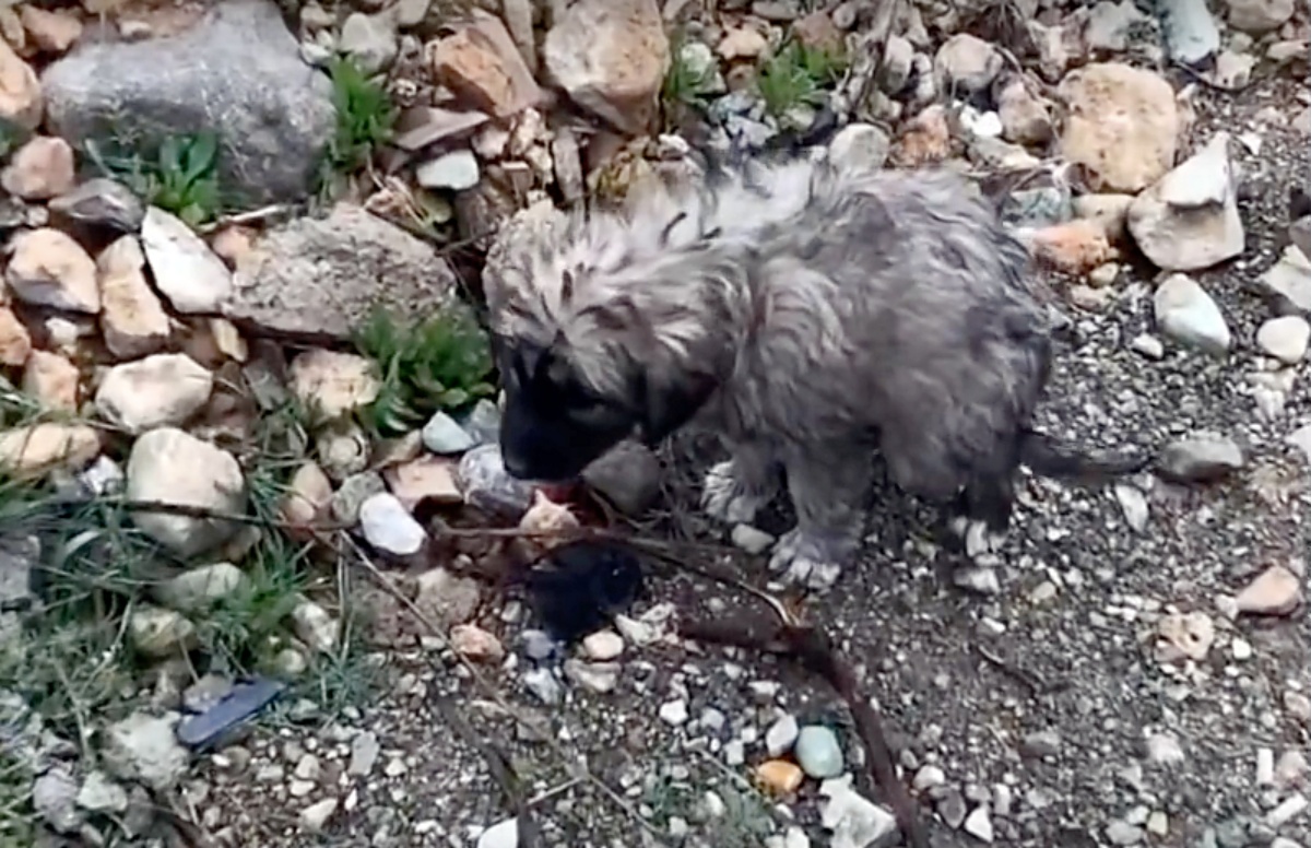 Baby, il cagnolino che aspetta la mamma 