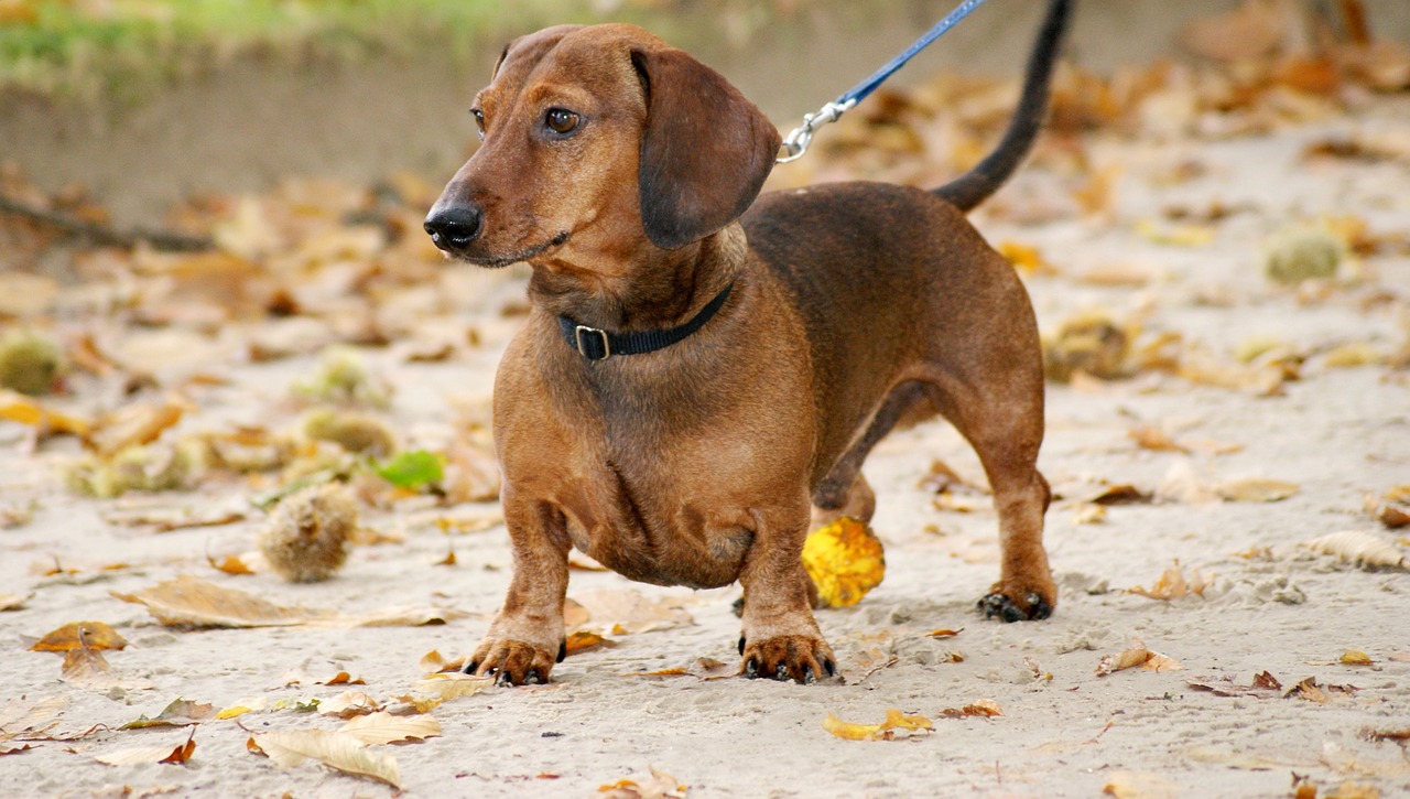 L'intelligenza di un cane