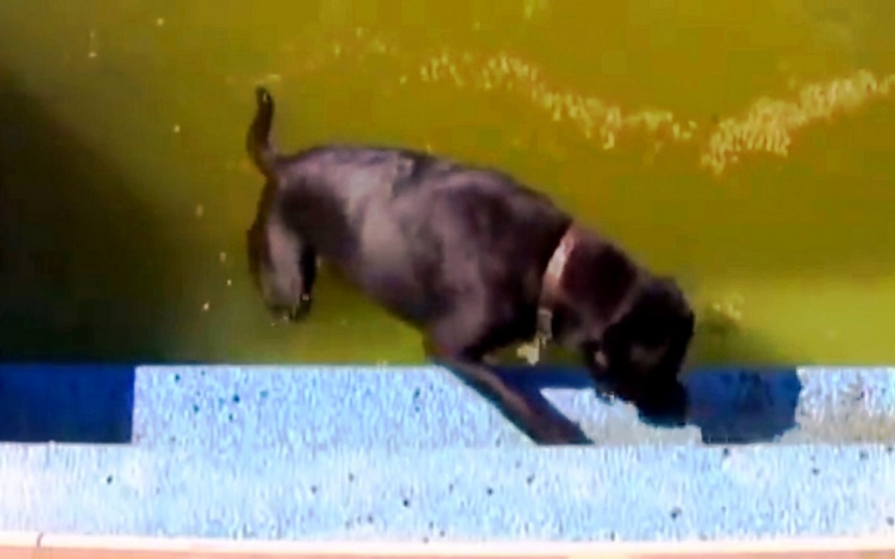 Bambino cade in piscina e rischia di annegare: il cane Bear lo salva