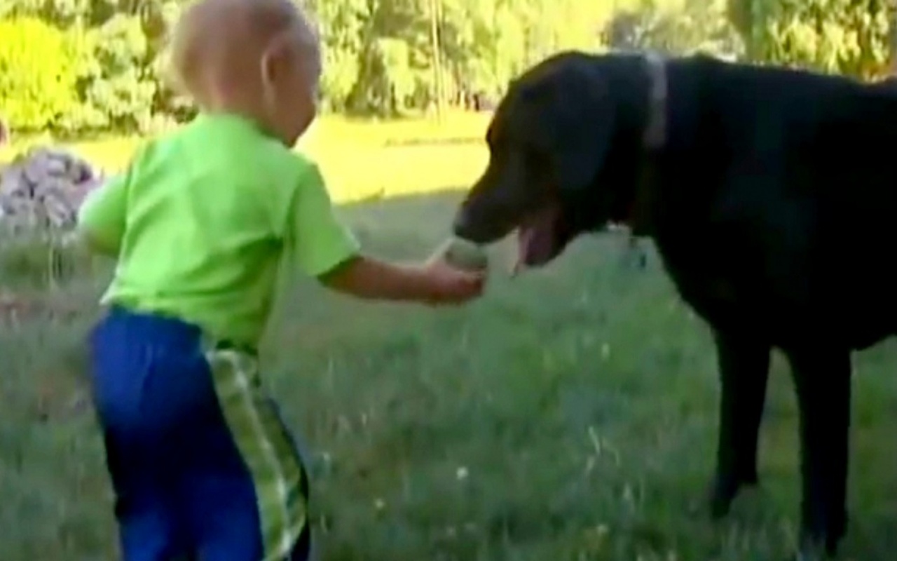 Bear salva il suo fratellino umano