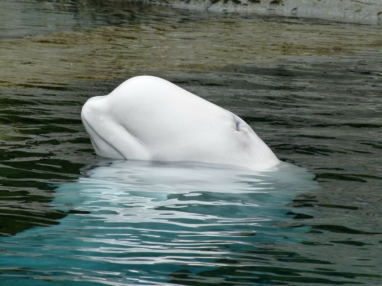 beluga-