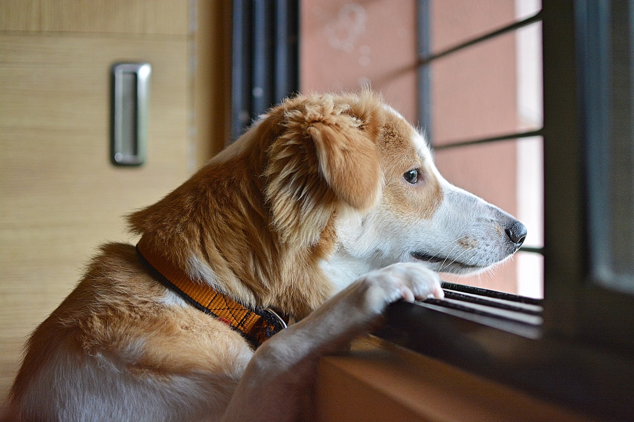 Cane aspetta la proprietaria