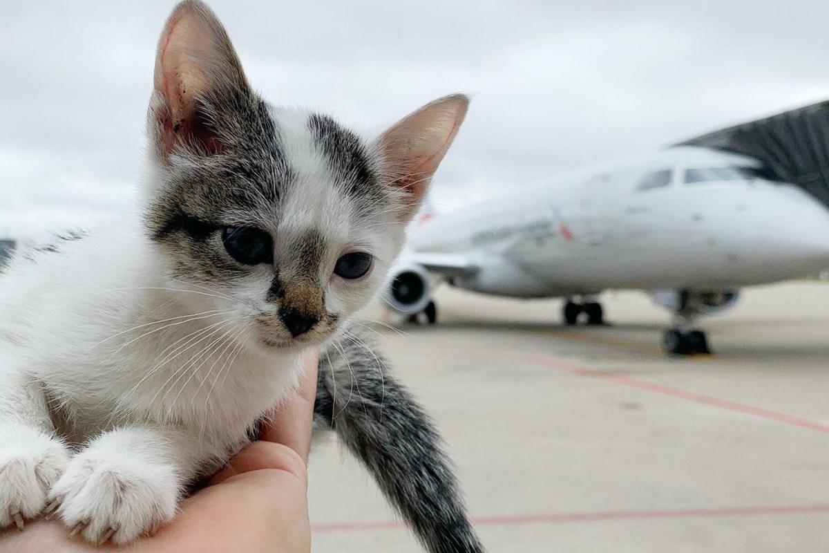 boeing gatto abbandonato