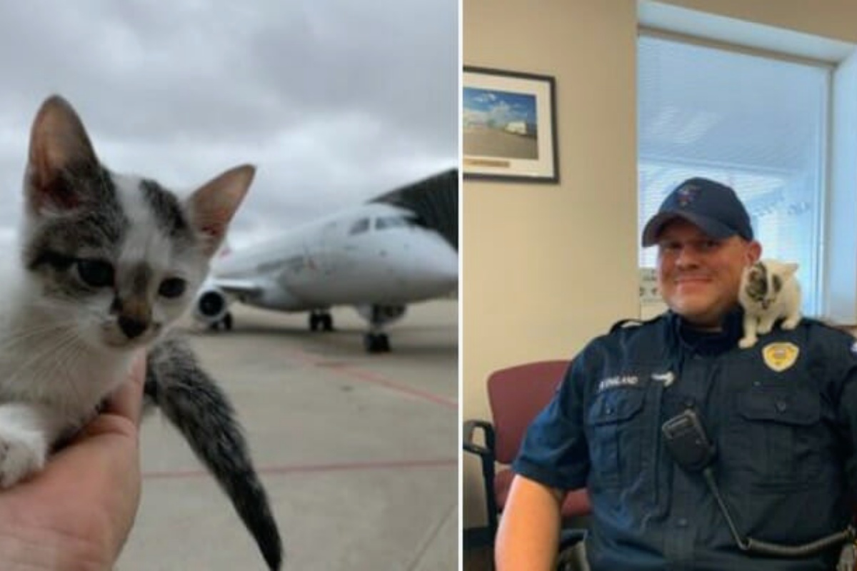Boeing, il gattino trovato abbandonato all’aeroporto