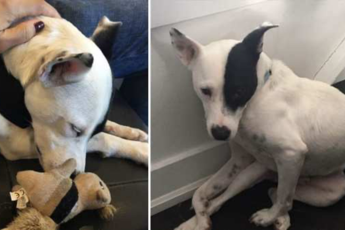 Donna che ha paura dei cani adotta Boo: il cucciolo che ha paura degli umani