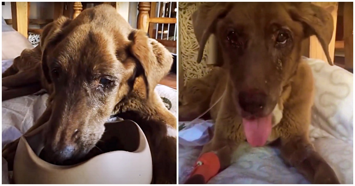 Bray, la cagnolina trovata abbandonata vicino a un torrente