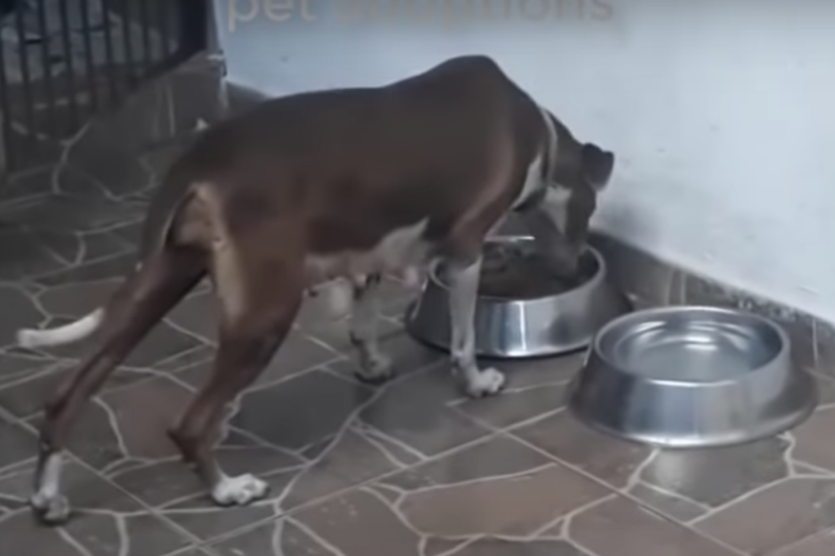 cagnolina abbandonata incinta