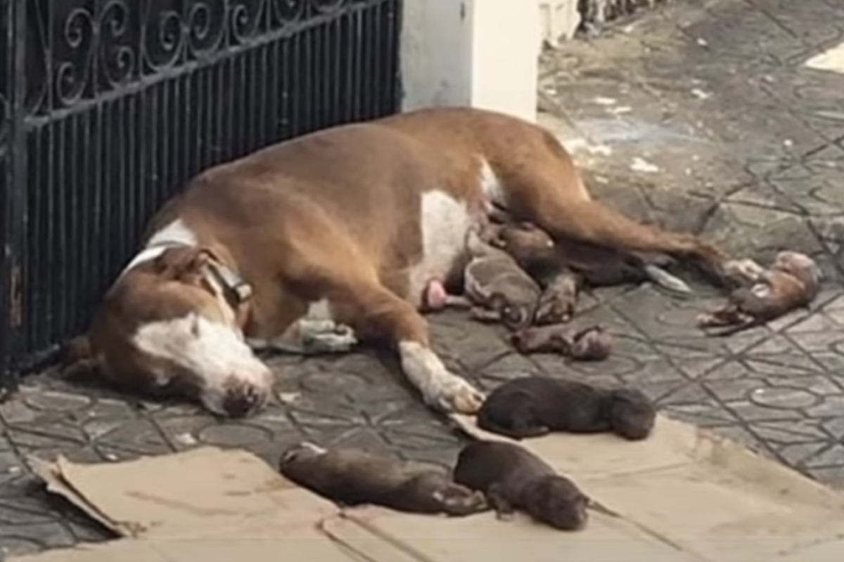 cagnolina abbandonata incinta