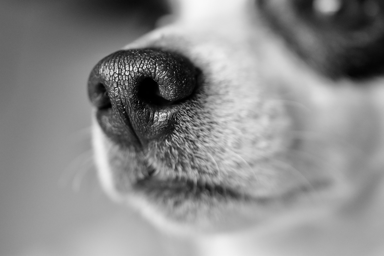 Cagnolina abbandonata a un cancello