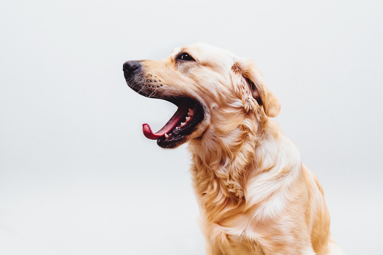 Cane Claude guarito dal tumore