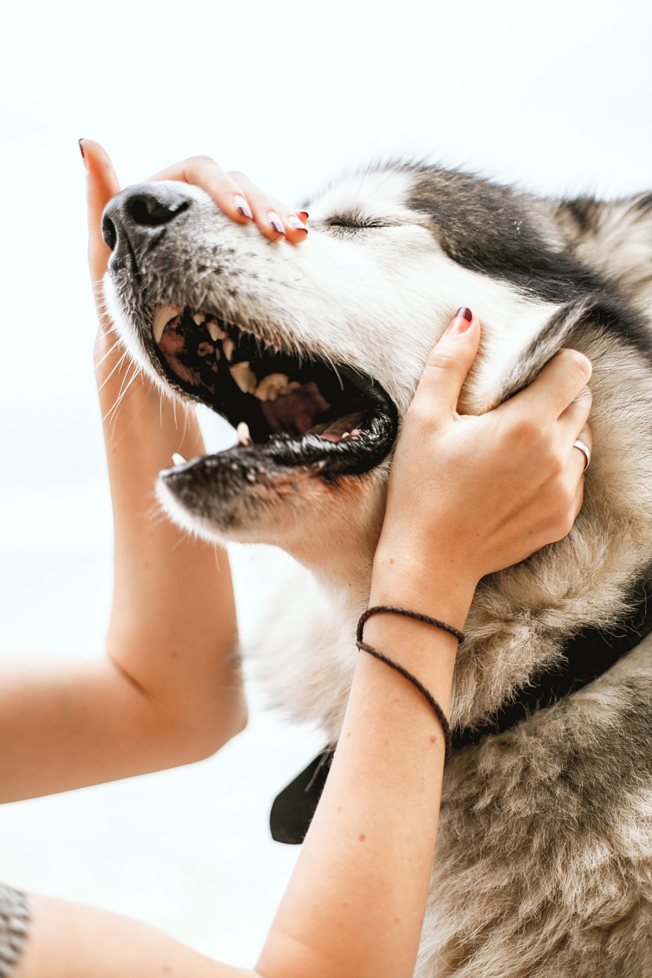 cane-comunicazione