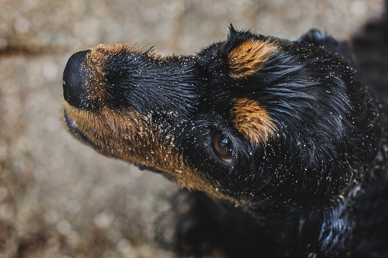 Cane evita il bagno