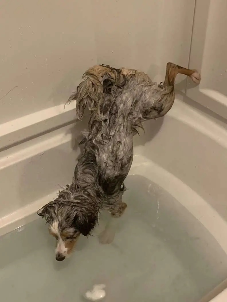Cucciolo sulla vasca da bagno