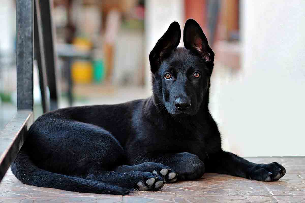 Cane fa colazione