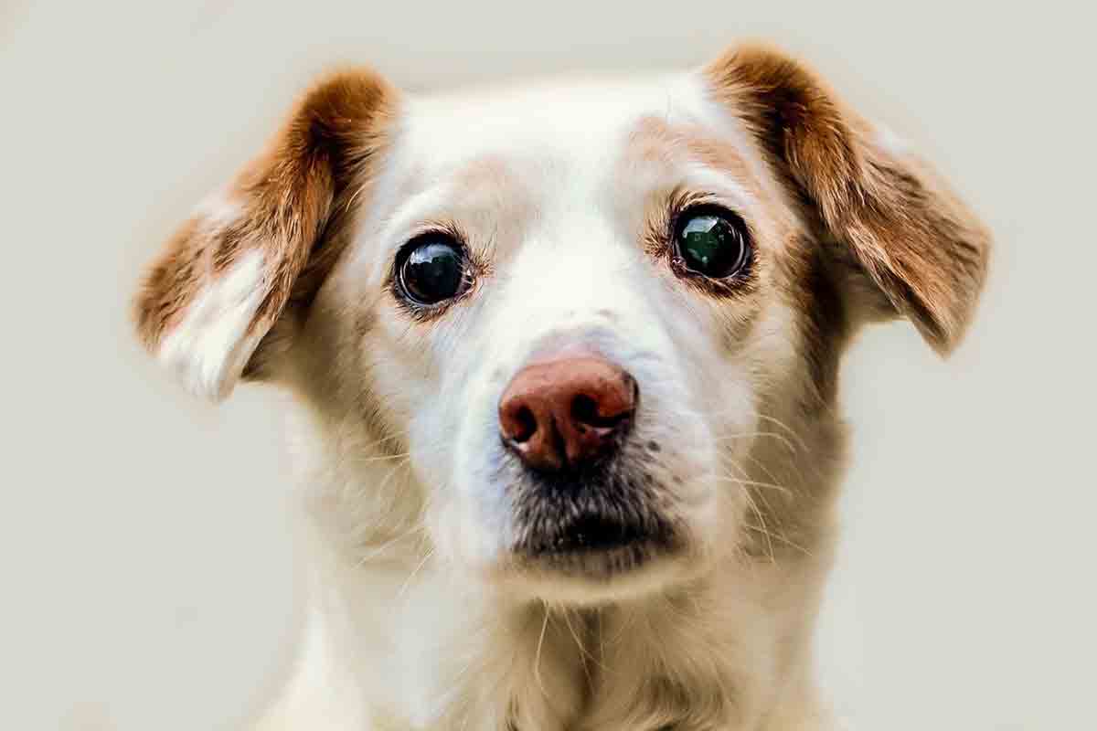 Liberato il cane intrappolato