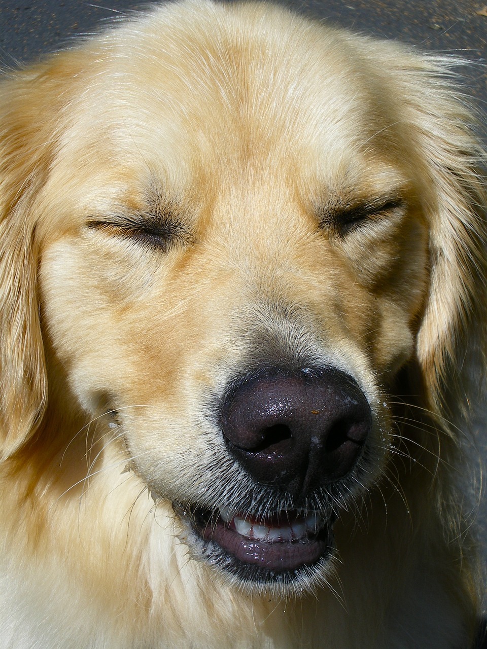 Cucciolo piange di gioia