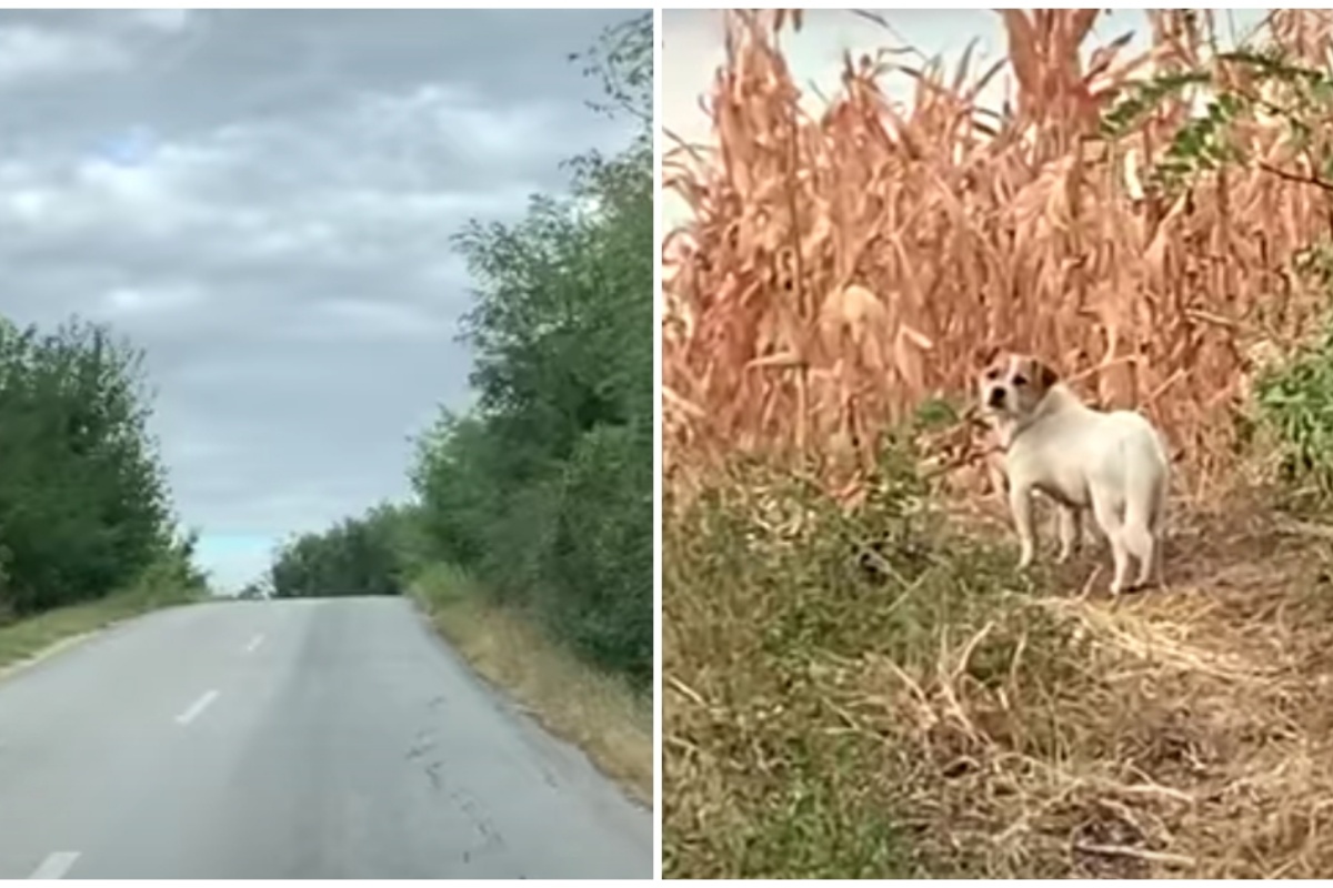La nuova possibilità di Lucy: il cane spaventato dagli esseri umani