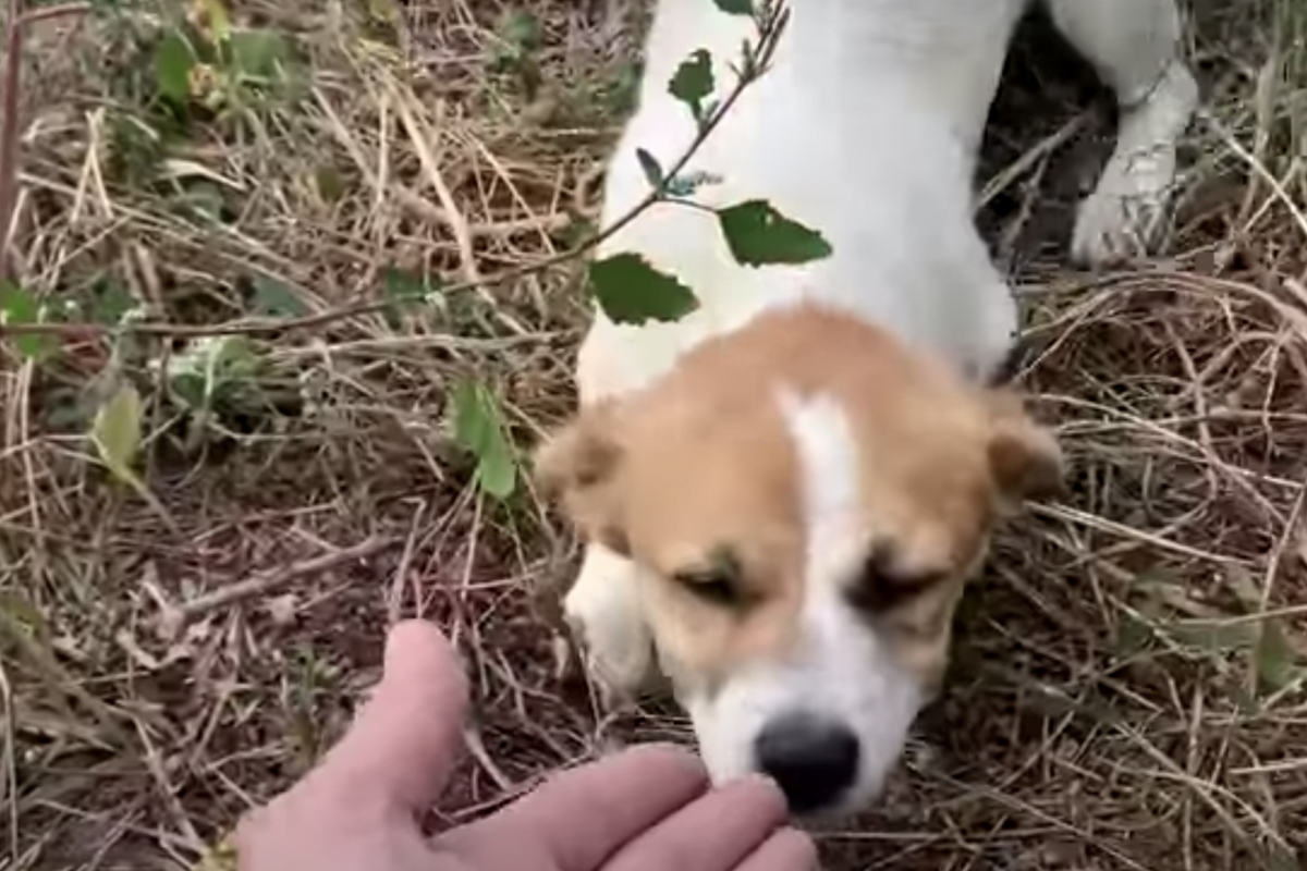 cane lucy salvataggio