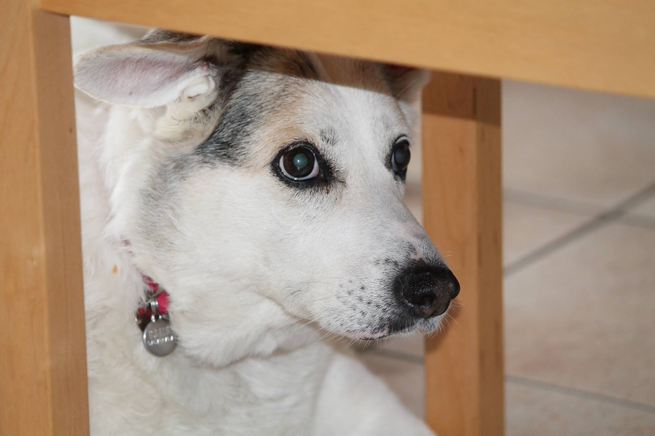 Cane morto per colpa dei proprietari