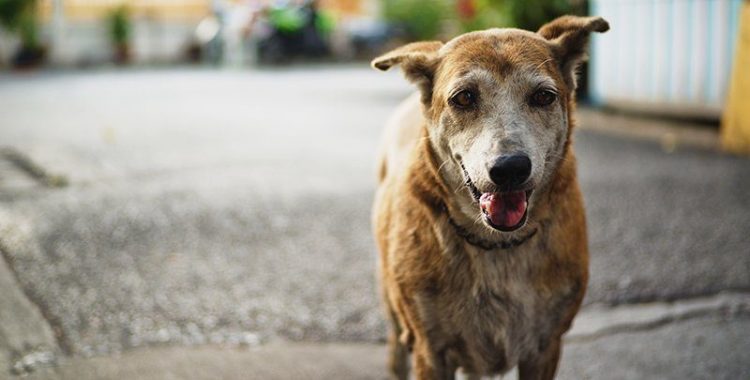 Cagnolino anziano in fin di vita