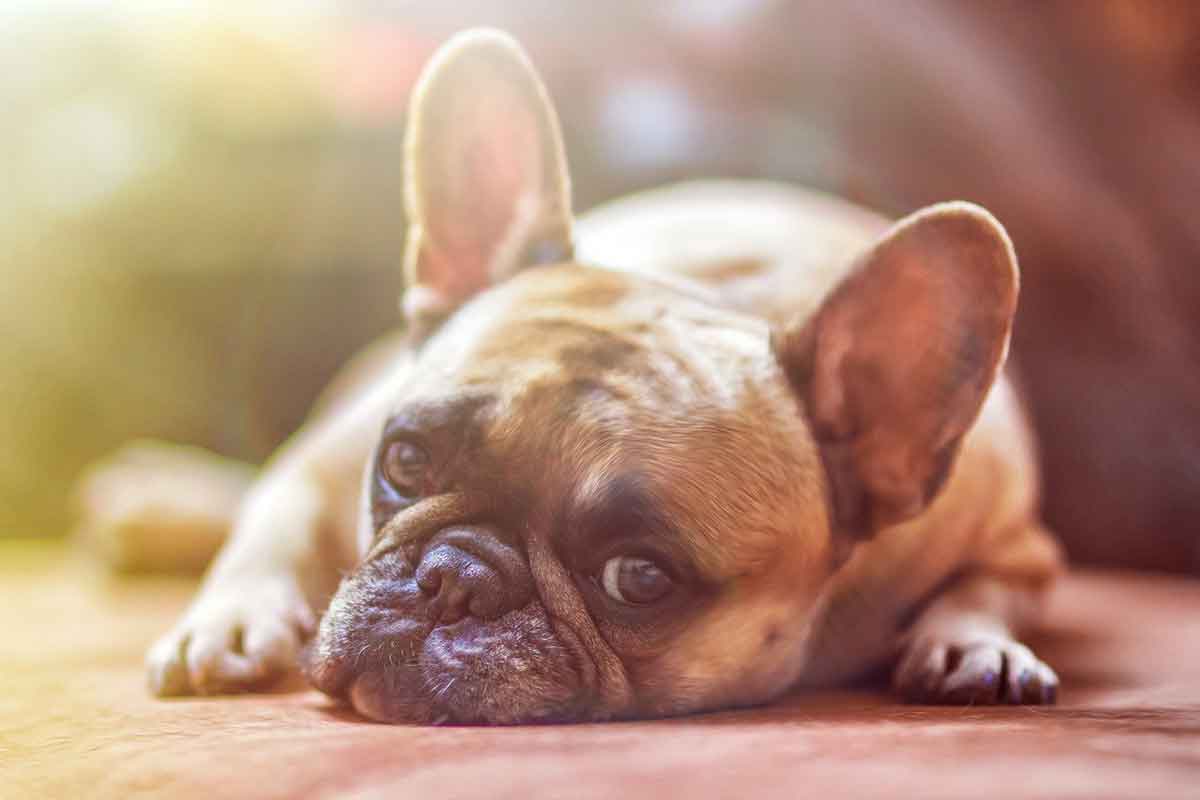 Cane nella casa in fiamme: uno sconosciuto lo salva