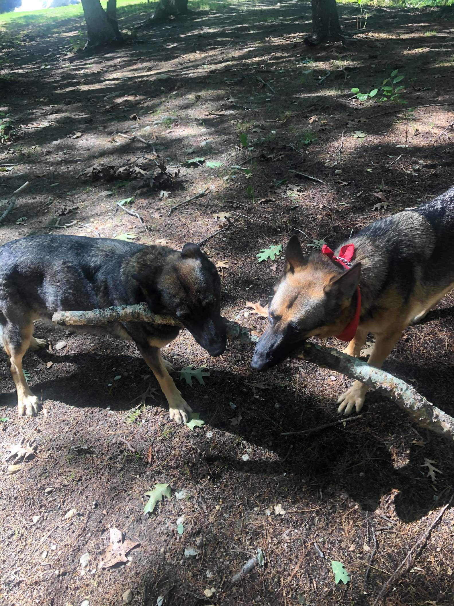 Il cane Gaia  appassionato di bastoni