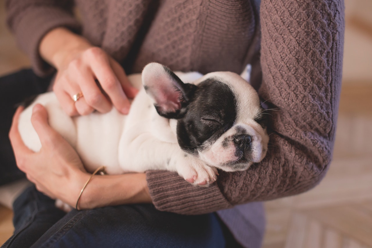 cane - coccole