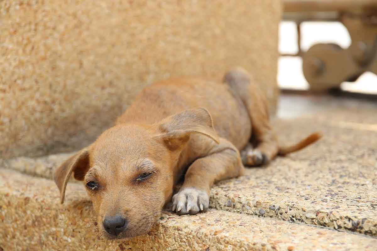 Cane randagio non può camminare